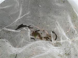 Hirudo medicinalis