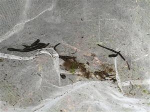 Hirudo medicinalis