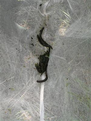 Hirudo medicinalis