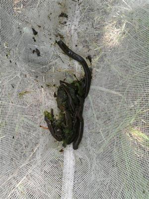 Hirudo medicinalis