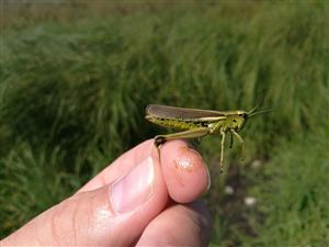 Stethophyma grossum