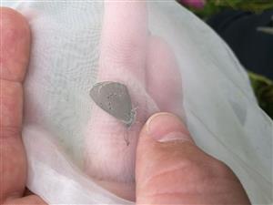 Maculinea nausithous