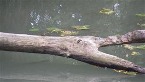 foto nálezu trusu na plávajúcom dreve, po diskusii s kolegom Lengyelom je to vydra na 80%