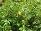 stav živnej rastliny žltáčika Colias myrmidone na TML_ColiMyrm_010 25. júna 2019