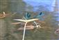 Oslnené úseky a vegetáciu využíva Calopteryx splendens a Platycnemis pennipes ku kladeniu vajíčk.