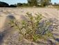 Chenopodium ambrosioides na piesčitej pláži