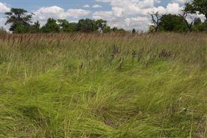 Porast Stipa joannis, v pozadí Calamagrostis epigejos