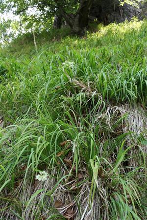 Allium ochroleucum