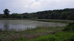 TMP (Starý les)