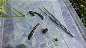 TMP (H. medicinalis)