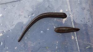 TMP (H. verbana. H. medicinalis)