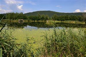 Plešivec, južná, najväčšia  vodná plocha pokrytá riasami a žaburinkou.
