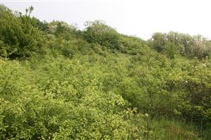 intenzívny nástup drevín