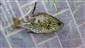 Lepomis gibbosus