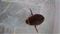 Graphoderus bilineatus