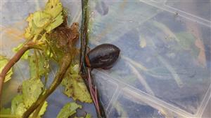 TML (Graphoderus bilineatus dorz.)