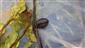 TML (Graphoderus bilineatus dorz.)
