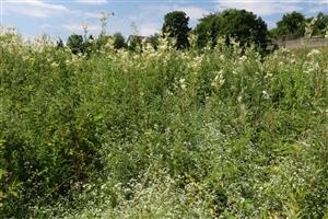 Porast Filipendula ulmaria a Asperula rivalis