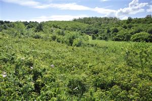 Porast xerotermných krovín s Rosa gallica v mozaike s Lk1