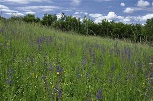 Celkový pohľad, aspekt so Salvia pratensis