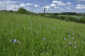 Celkový pohľad - aspekt s Campanula patula