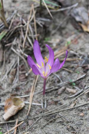 Colchicum arenarium - kvet