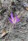 Colchicum arenarium - kvet