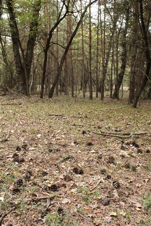 Colchicum arenarium - biotop