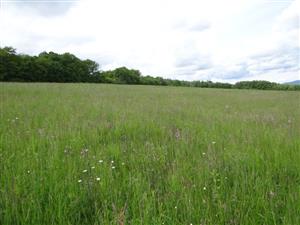 Pohľad na biotop na lokalite Breznička - Červeň