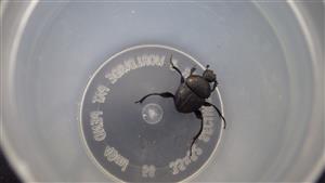 TMP (Sisyphus schaefferi)