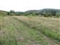 kobylka Štysova (13.8.2014)