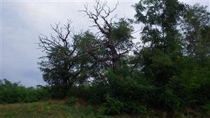 TMP 3 (solitérne duby)