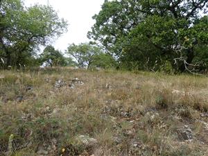 TMP1_TML_StenEura_010
