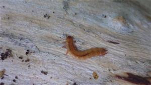 TMP (larva C. cinnaberinus)