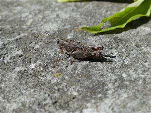 Paracaloptenus caloptenoides samica TML_ParaCalo_001