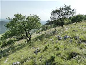 TMP3_TML_StenEura_006