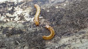 TMP4 (C. cinnaberinus, larva)
