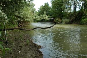 Horná časť TML Záhorce pod jezom, habitat (psamal, fytal, vhodný pre P. pennipes, C. splendens a G. vulgatissimus.