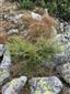 Larix decidua, nizky stromcek nad obvyklou hranicou vyskytu v alpinskom stupni