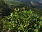 Astragalus frigidus, vzacny druh Krivanskej Malej Fatry indikujuci prirodzene a trvale bezlesie