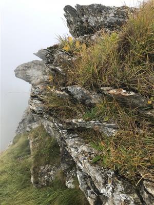 Detailny pohlad do porastu