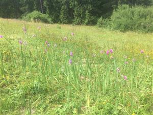 pohlad do porasti s Gladiolus imbricatus