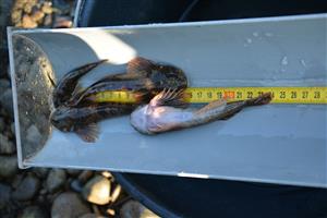 Cottus gobio