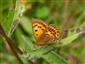 Lycaena virgaureae