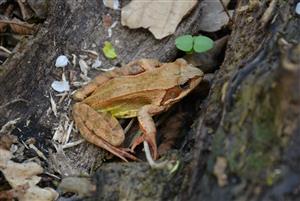 Rana dalmatina