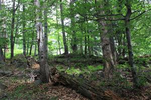 Typický biotop v TML - zachovalé jedľobukové lesy pralesovitého charakteru