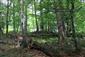 Typický biotop v TML - zachovalé jedľobukové lesy pralesovitého charakteru