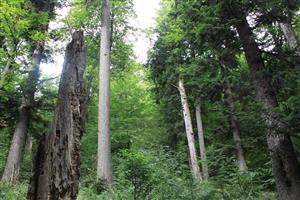 Typická štruktúra lesa v trazekte s vhodnými podmienkami pre výskyt sledované druhu