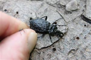 imágo Carabus variolosus