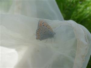 Samček ohniváčika Lycaena thersamon.